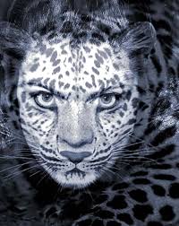 Image result for wanda wulz